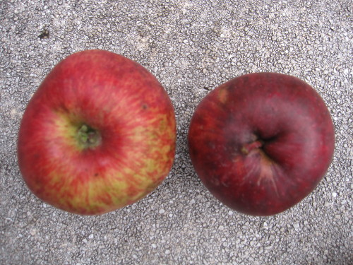 Bild Himbeerapfel von Holovous